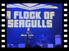 A Flock of Seagulls